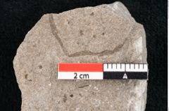 Foto (Detailansicht) von Zostera ungeri Ettingshausen (NHMW-GEO-2024-0188-6661)